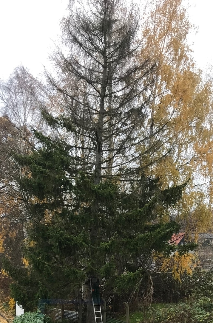 Tanne fällt